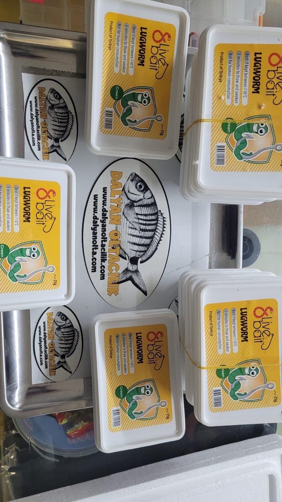 8 Live Bait (Çin Kurdu): Deniz Avının En Dayanıklı Yemi
